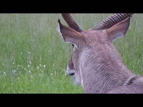 Djuma: Waterbuck bull - 18:35 - 12/19/21