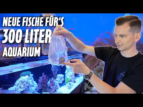Wir bekommen neue FISCHE für unser SCHAUAQUARIUM - Meerwasser Nachzuchten PlanktonPlus Aquaristik