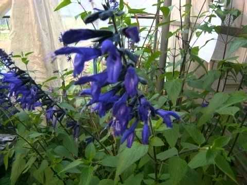 メドウセージ 植物