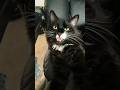 Cute Tuxedo Cat Says Hey With Meows