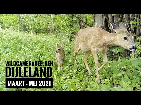 Wildcamerabeelden uit het Dijleland - voorjaar 2021