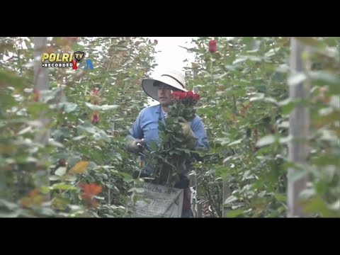 VOA DARI KOLOMBIA VIA MIAMI BERGAIRAHNYA PENJUALAN MAWAR UNTUK VALENTINE DI AS