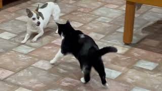 Video preview image #1 Rat Terrier-Unknown Mix Puppy For Sale in Arcadia, FL, USA