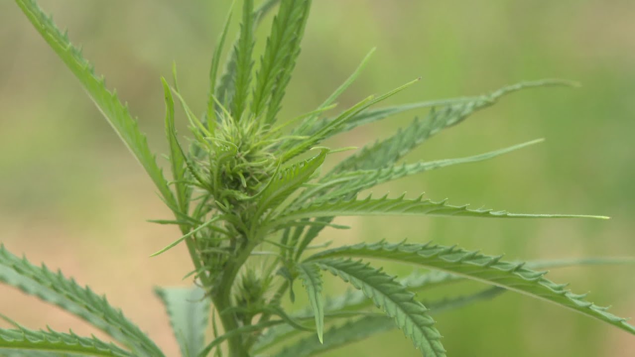 Du chanvre cultivé au Pays basque, transformé en huile de CBD