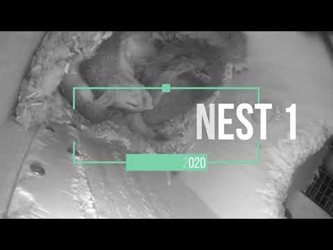 ep186 Squirrel nest 1 daily @ July 31-August 1, 2020 #cute #squirrel