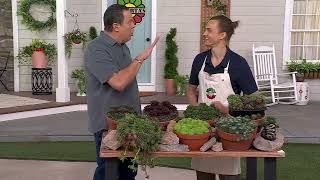 Roberta's 6-Piece Hardy Hens & Chicks Live Plants on QVC