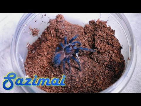download lagu mp3 mp4 Blue Rose Hair Tarantula, download lagu Blue Rose Hair Tarantula gratis, unduh video klip Blue Rose Hair Tarantula