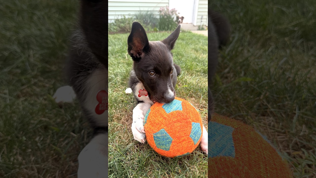 Poppy, a Adoptable mixed breed in Minneapolis, MN video 6/6