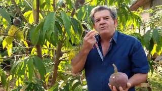 Colecionador de frutas Farias apresenta a Pinha Vermelha Asteca