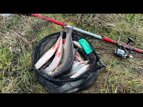 Pecanje Skobalja - NAJBOLJI MAMAC- Ribolov na plovak- Nisava