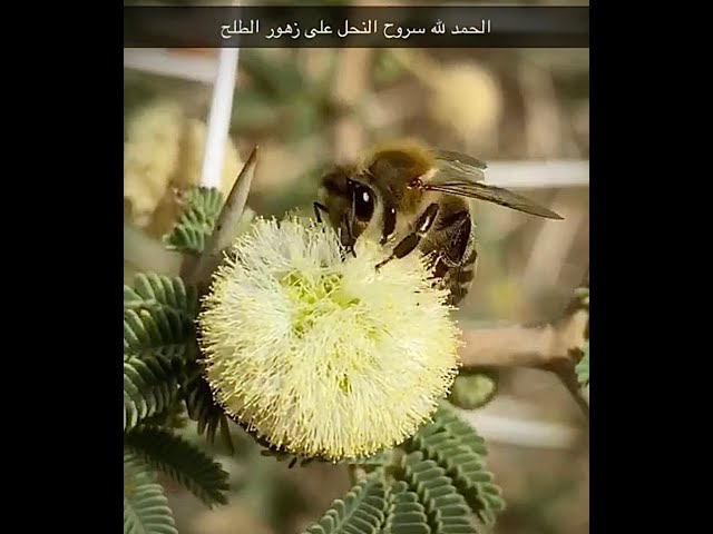 عسل طلح حائل 1000 جرام