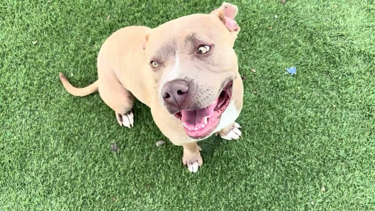 Enlarge FIONA (AVAILABLE 4/1/2026), a ADOPTABLE American Staffordshire Terrier in Wasco, CA video 5/5