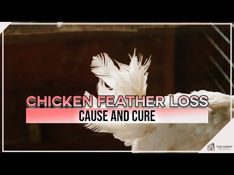 , title : 'Penyebab dan Obat Kehilangan Bulu Ayam'