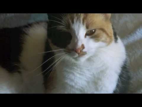 ~In Memory of Jewels~