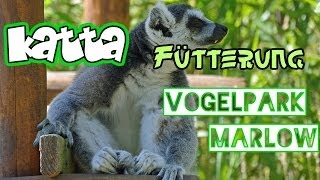 preview picture of video 'Kattas im Vogelpark Marlow - Zehnköpfige Kattafamilie [HD] [Lemur]'