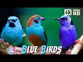 Most Beautiful Blue Birds Stunning Nature Relaxing Birds Sound Symphony Of Serenity No Music
