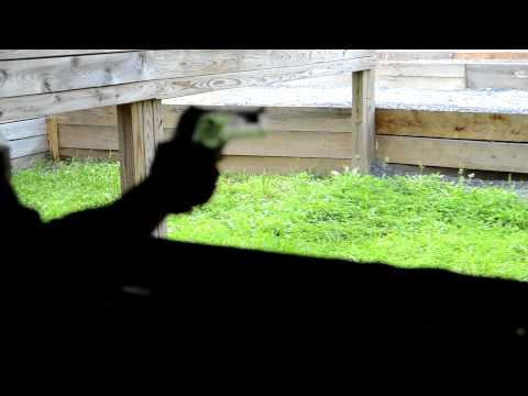 Ricky Desert Eagle .44