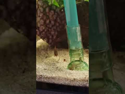 Dario Dario bei der Fütterung