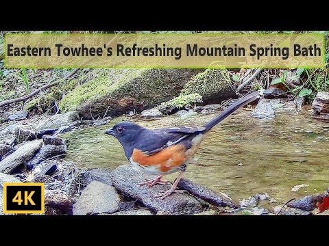 Eastern Towhee's Refreshing Mountain Spring Baths