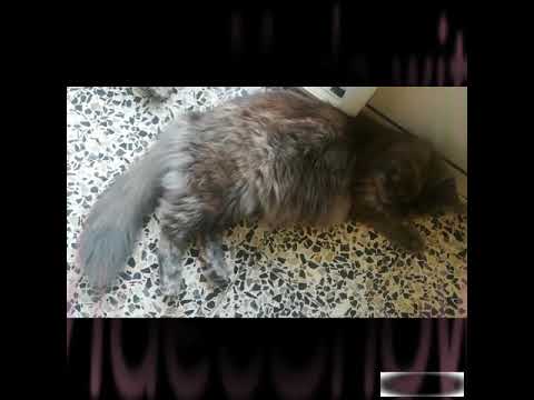 En attente d une mise bas imminente, Jaklin maine coon j63
