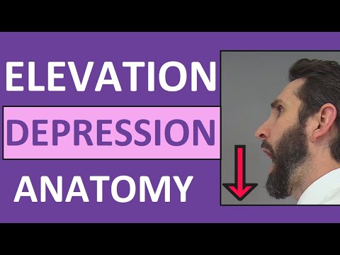 Elevation and Depression Anatomy Body Movement Terms (Mandible & Scapula)