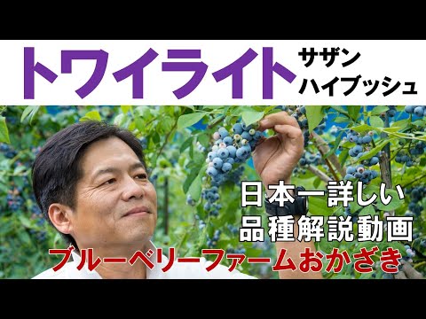 ロトスについて詳しく解説