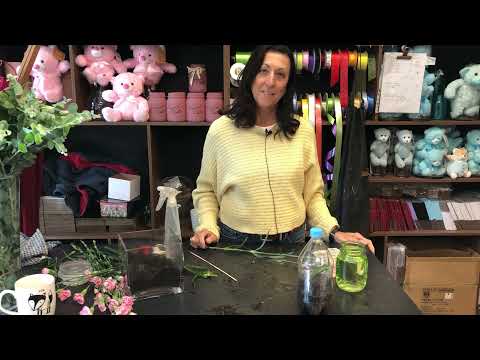 How To Propagate Carnations