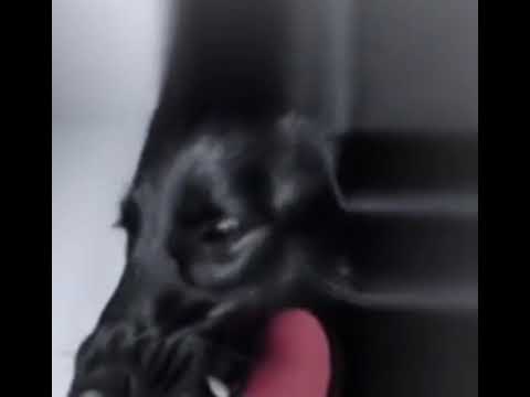 HERTENSTEIN - Beiss Mir Ins Herz - promo1min