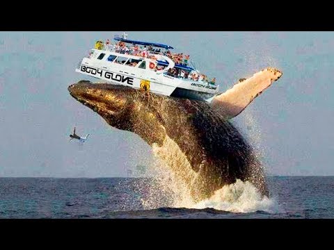 image-What is a big whale?