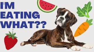 Tasty and Healthy Dog Treat Recipe