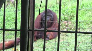 preview picture of video 'Orang Utan Island, Cameron Highlands, Ipoh Malaysia.mov'