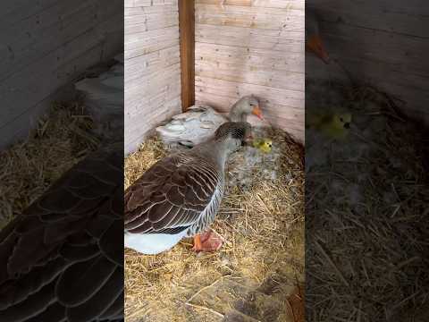 Первая встреча с гусятами 🥹 #гусь #гуси #гусята #shortvideo #viral #nature #duck #love #live #short