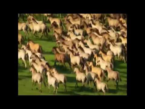 Thumbnail for Luther Allison - All the king's horses , by Alice Iocco( ioccalice) by Luther Allison