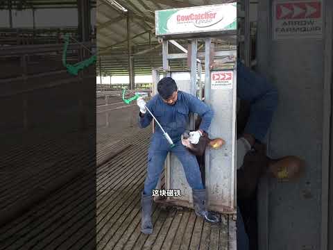 为什么马要啃完围栏