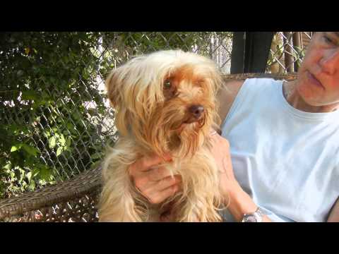 Walker, an adopted Yorkshire Terrier in Houston, TX_image-1