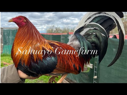 Beautiful Quality Birds Jap Radio Grey Penny Hatch - SAHUAYO FARM