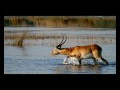 Umuti Wabu Fyashi Mulemena Boys Zambian Music