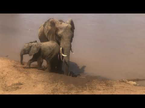 Save the Elephants Samburu September 2019