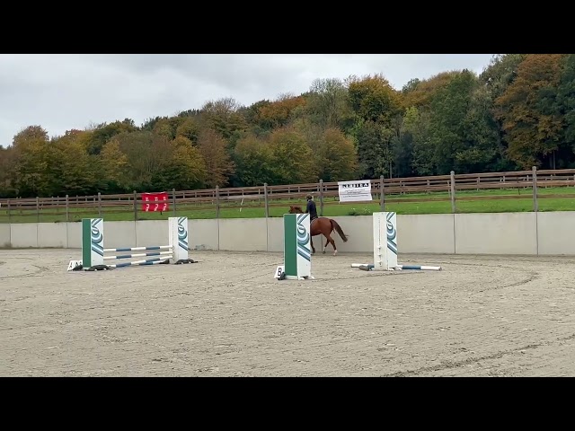 Très jolie jument Westphalienne de 9 ans +- 1m64