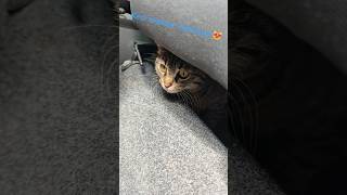 Araba temizlerken kedi arabayı geziyor