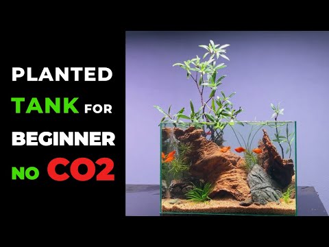 No-CO2 Small Planted Tank For Beginner (Aquascape Tutorial 2024)
