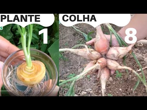 , title : 'CEBOLA plante 1 COLHA 8 Como plantar cebola'