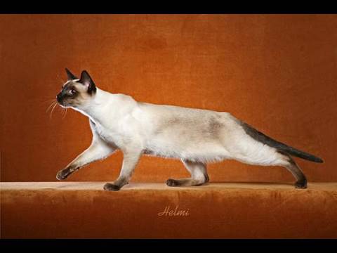 Siamese cat history - Thai cat