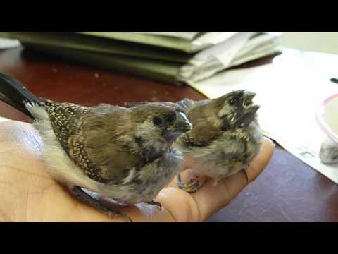 Hand Feeding Baby Owl Finches