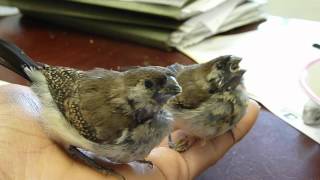 Hand Feeding Baby Owl Finches