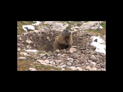 hotel hirschen   imst