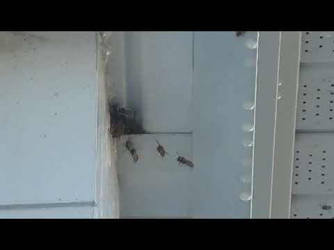Large Nest of Yellow Jackets Above the...