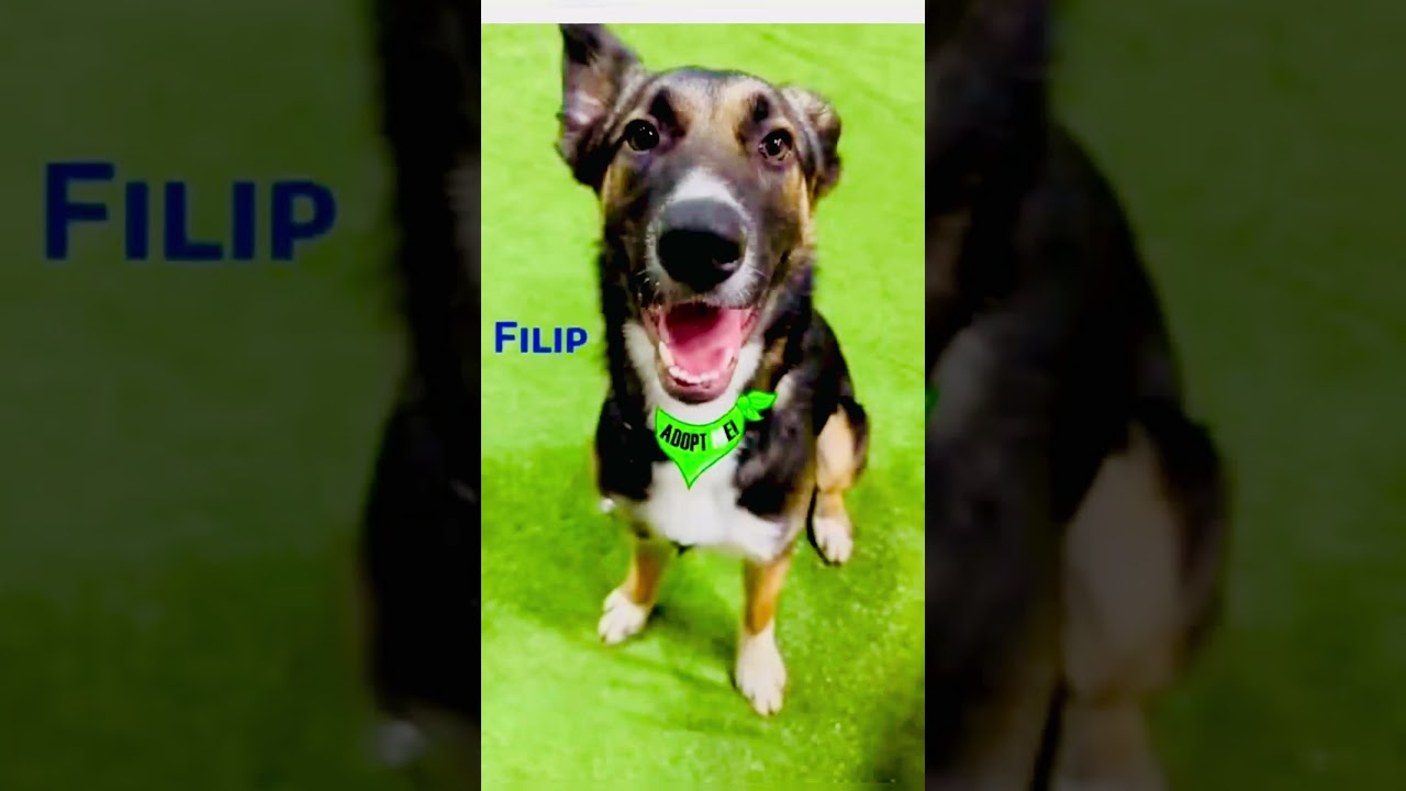 Enlarge Filip, a Adoptable mixed breed in Joliet, IL video 2/3