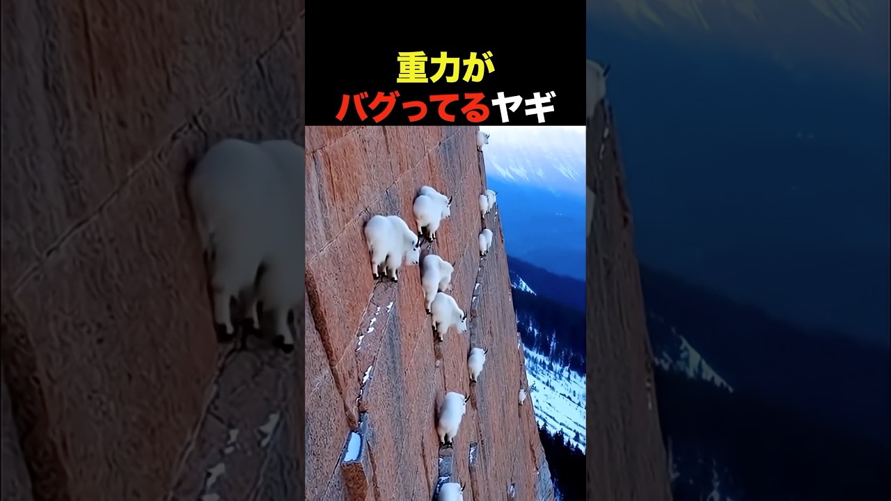 重力バグってるヤギ