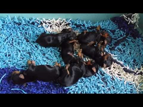 Pulizia di parassiti con un tansy con un assenzio e Avveleniamo vermi con carbonato di sodio
